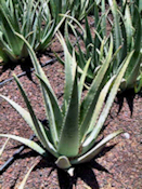 aloe_vera_barbadensis_web