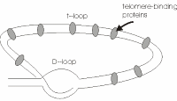 telomere_loop